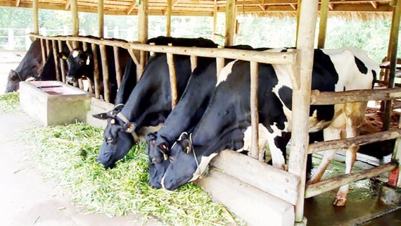 Soc Trang province approves cow breeding to help poor households