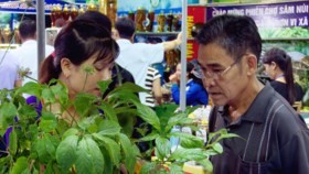 First unique fair of Ngoc Linh ginseng in Quang Nam Province
