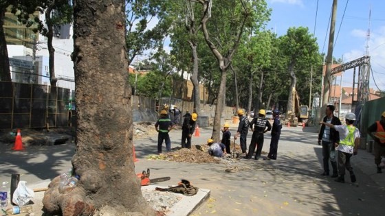 HCMC removes trees for bridge construction