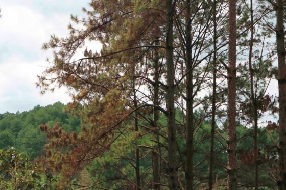 A forest of pine trees' leaves start to change icolor (Photo: SGGP)