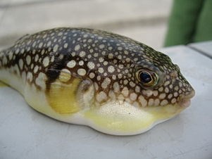 Puffer fish 