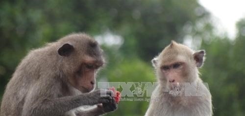 The long-tailed macaques, a rare animal, is listed in the IUCN’s Red List (Photo VNA)