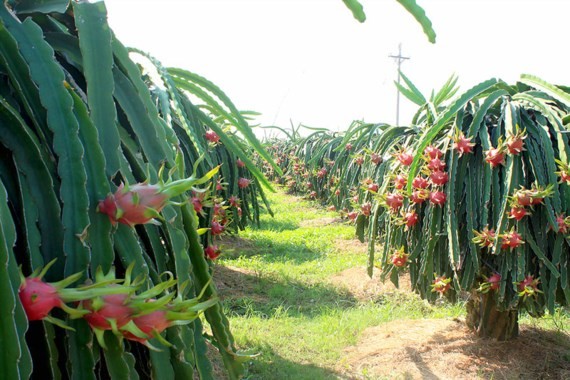 Farmers withdraw from growing safe dragon fruit because of low price