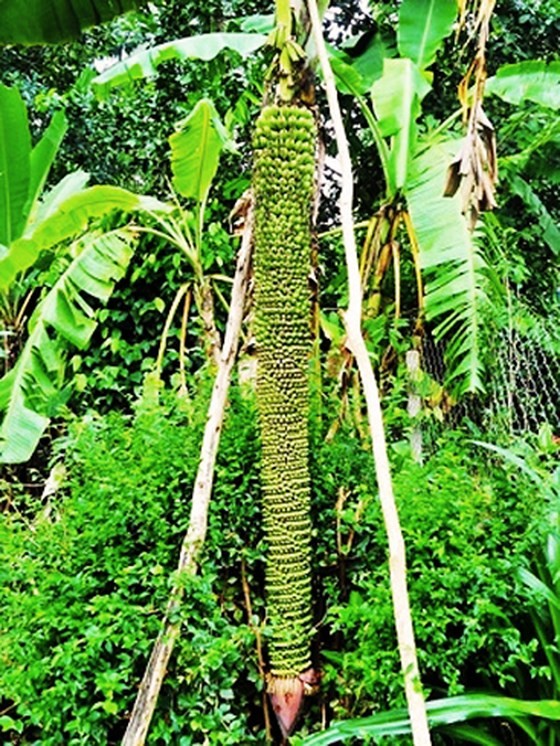Bizarre banana tree with 200 bunches grown in Binh Dinh Province