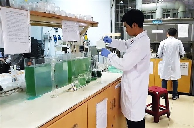 A group of nine students in HCM City have successfully grown spirulina indoors, and are selling the know-how to others who want to grow the super food at home (Photo VNA)