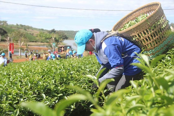 Tea-picking competition attracts skilled farmers