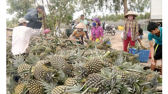 Farmers in the Mekong delta province harvest pineapple (Photo: SGGP)
