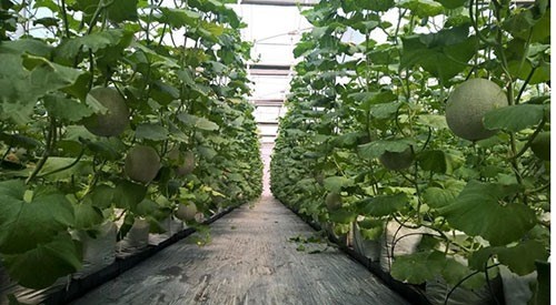 Using smart technologies to grow cantaloupe at the Hi-Tech Agriculture Park in HCM City (Photo: VNA)