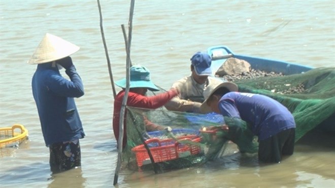 Locals harvest giant river prawn in Dong Thap province’s Tam Nong district (Photo: danviet.vn)