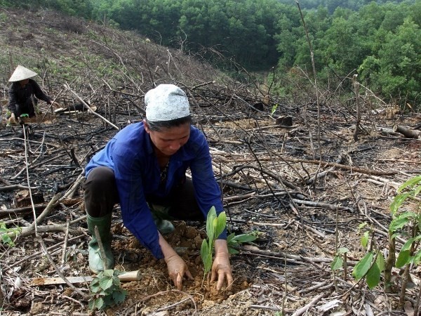 Residents are encouraged to involve in planting and managing forests (Source: VNA)