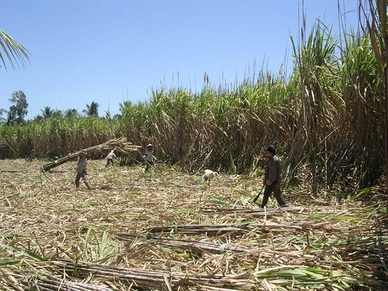 Farmers in Mekong delta chop down sugar-cane because of low price