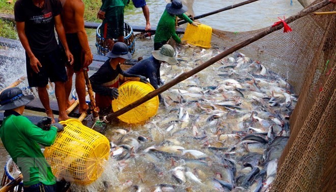 Harvesting tra fish in the Mekong Delta (Photo: VNA)
