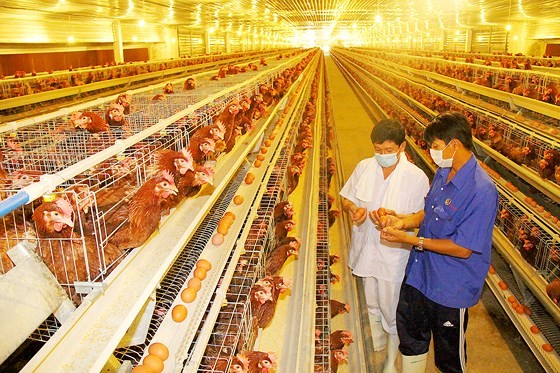 A farm to breed chicken of Ba Huan Company in the southern province of Binh Duong (Photo: SGGP)