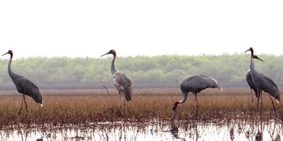 Over 40 red-crowned cranes return Kien Giang province