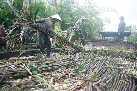 Vietnam not to build more sugarcane plant