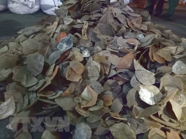 The pangolin scales seized at Cat Lai port (Photo: VNA)