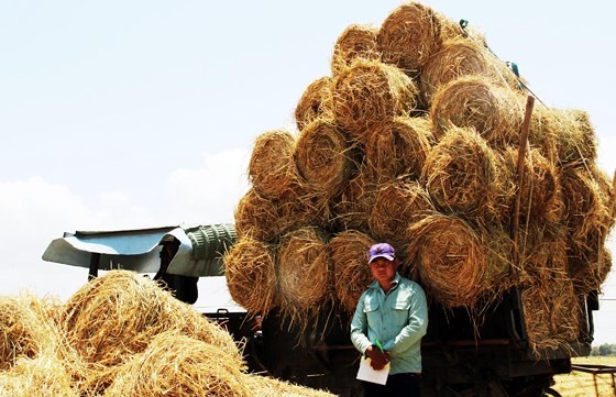 Bundles of straw is sold to traders from highlands province (Photo: SGGP)