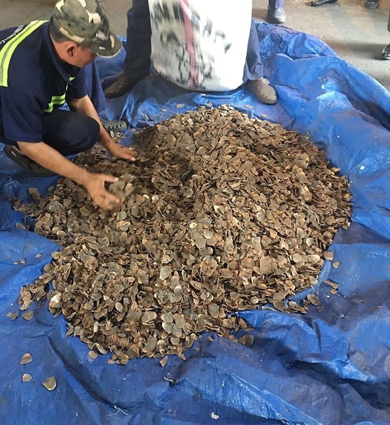 Additional 3.3 tons of pangolin scales smuggled into Vietnam