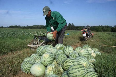 Farmers in Quang Ngai Province are harvesting their first organic seedless watermelons. Photo by Nguyen Trang