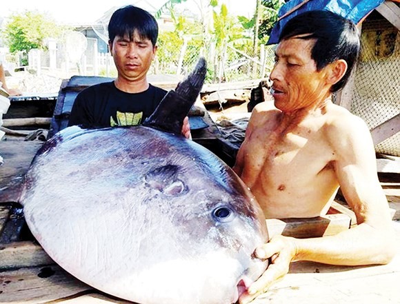 Fisherman catches giant fish listed in red book