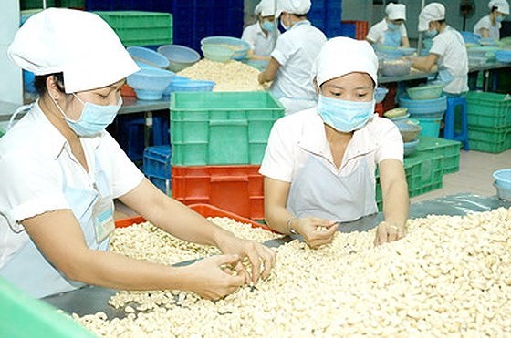 Workers are processing cashew for export (Photo: SGGP)