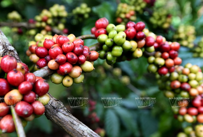 Italian coffee producers highly evaluate Vietnamese coffee beans. (Photo: VNA)