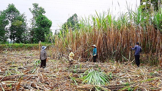 Sugar prices rise globally, local sugar expected to surge