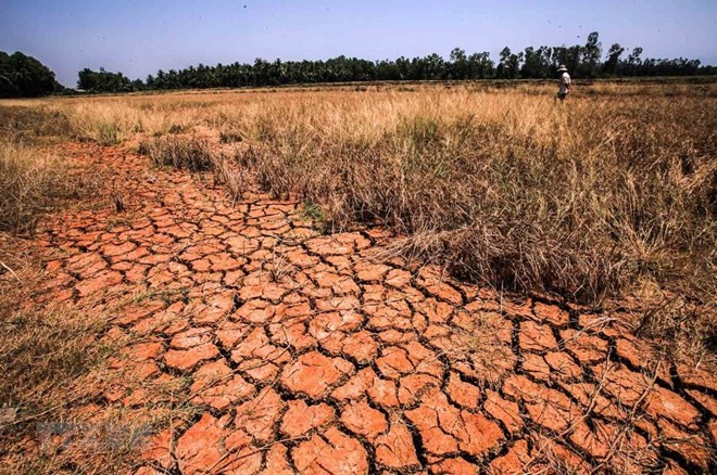 The Mekong Delta suffers from severe drought and salinity intrusion in 2016 (Photo: VNA)