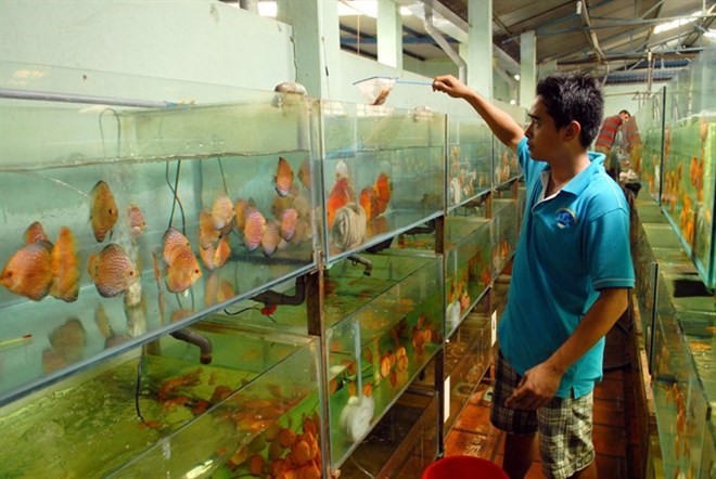 A man takes care of ornamental fish at Saigon Aquarium Corporation in HCM City (Photo: VNA)