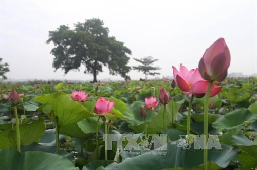 Lotus in Thua Thien-Hue (Source: VNA)