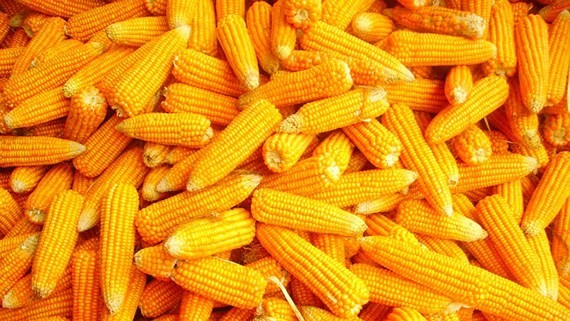 Vietnam spends nearly $1 bil animal feed corn in six months