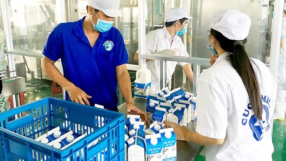 Workers are packing Cu Chi milk ( Photo: SGGP)