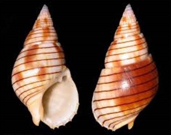 Vietnamese woman dies after eating bizarre sea snail