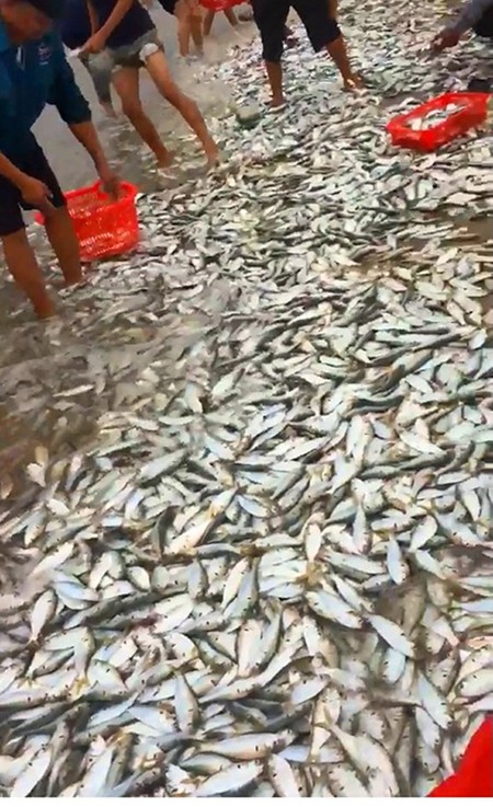 Fishermen of Cam Nhuong Commune caught tons of sardines