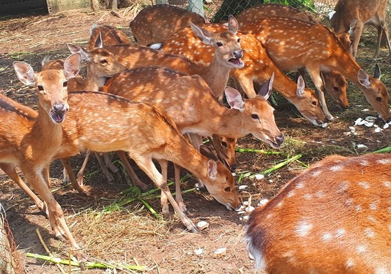 Deer breeders in central mountainous district Huong Son in the central province of Ha Tinh  earn more thanks to selling velvet antler (Photo: SGGP)