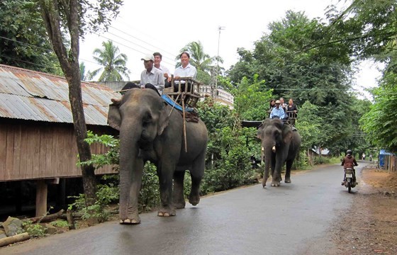 Before, visitors pay for elephant riding in the park (Photo: SGGP)