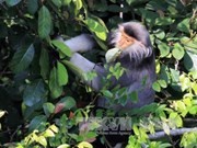 Project on rare primate preservation launched in Thanh Hoa
