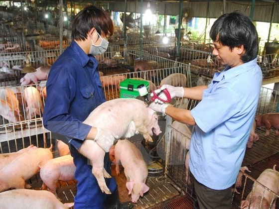 Vietnam urgently adopts preventive measures against African swine fever
