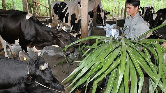 Raising milk cow is a way to escape poverty (Photo: SGGP)