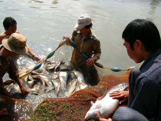 Fish breeders in Vi Thuy District are harvesting that lat fish (Photo: SGGP)