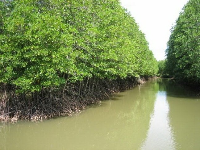Coastal forests in Ca Mau province’s Ngoc Hien district (Photo: VNA)