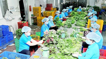 Processing vegetables in Phuoc An Cooperative. Photo by Cao Thang