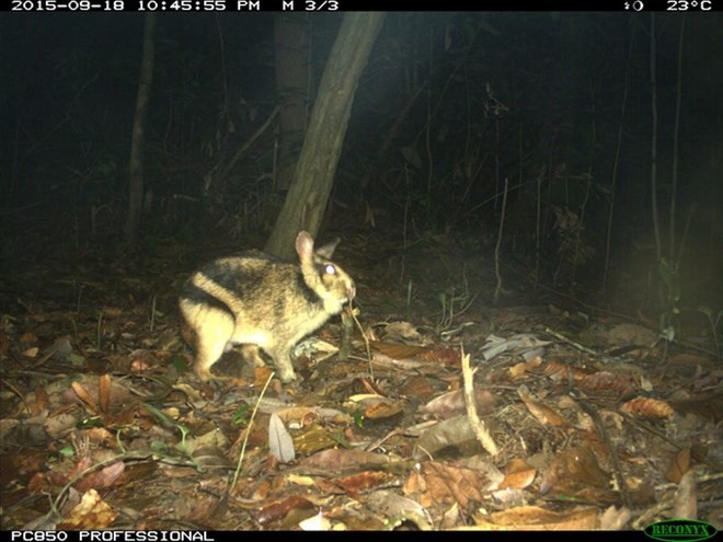 The elusive Annamite striped rabbit (Nesolagus timminsi) in a photo snapped by a camera trap in the wild. (Photo courtesy WWF)