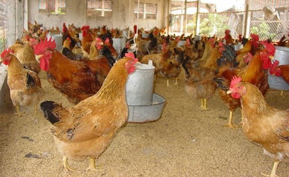 Outbreaks of cattle, poultry diseases in localities in Vietnam