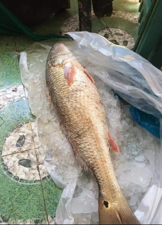 Angler catches 5-kilogram su vang fish