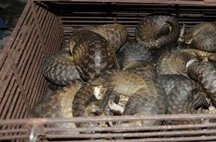 One of the pangolin cages found in the police raid. (Photo provided by local police)