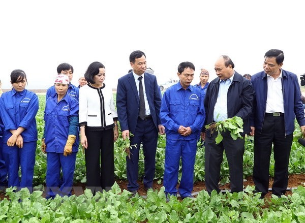 Prime Minister Nguyen Xuan Phuc (second from right) visits a field of the Dong Giao Foodstuff Export JSC in Ninh Binh province. (Photo: VNA)