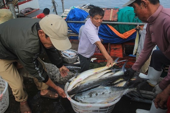 Central fishermen enjoy bumper Talang queen fish catch