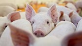 Vietnam announces African swine fever outbreaks