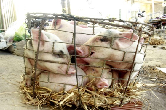 Quang Ngai takes steps to prevent African swine fever